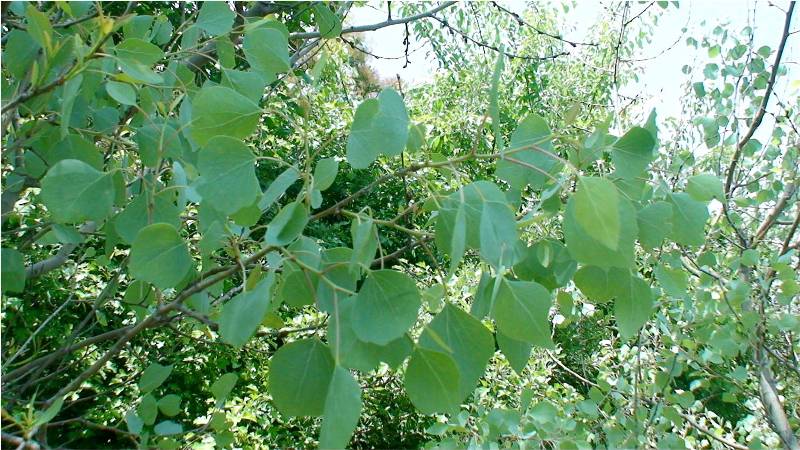 Изображение особи Populus euphratica.