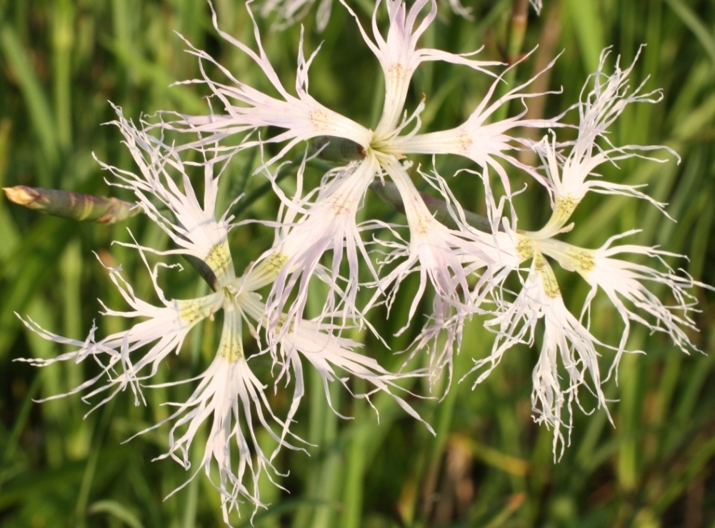 Изображение особи Dianthus stenocalyx.