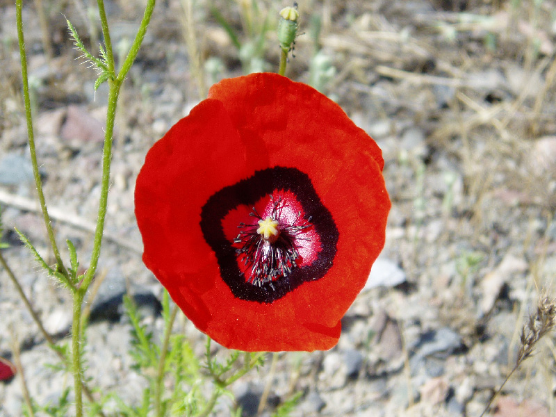 Image of Papaver pavoninum specimen.