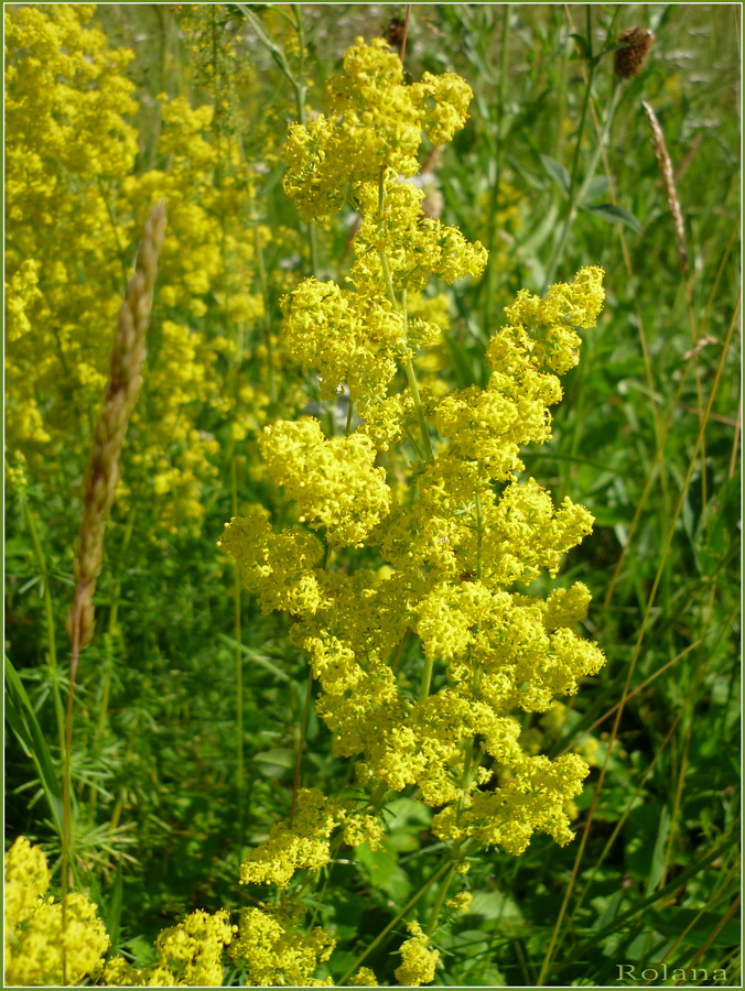 Изображение особи Galium verum.