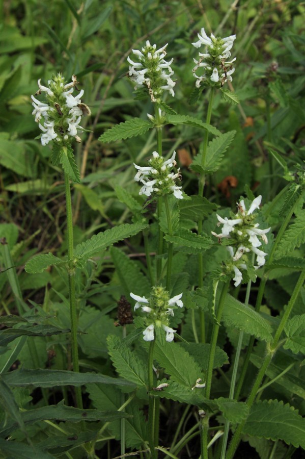 Изображение особи Betonica officinalis.