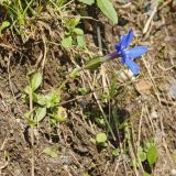 Gentiana angulosa