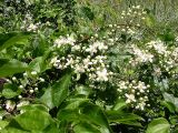 Clematis vitalba. Побеги с цветками и бутонами. Крым, ландшафтный заказник \"Мыс Айя\". Июнь 2004 г.