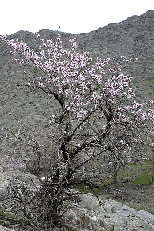 Изображение особи Amygdalus bucharica.