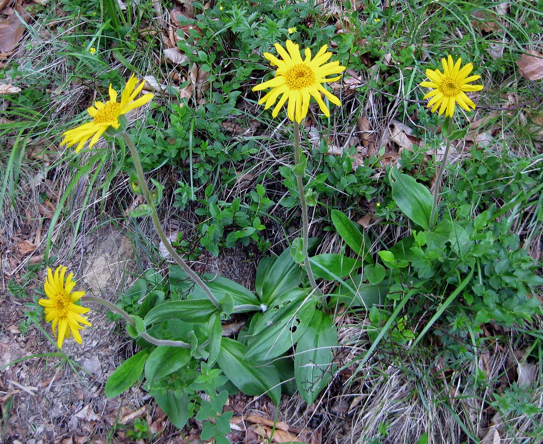Image of Arnica montana specimen.