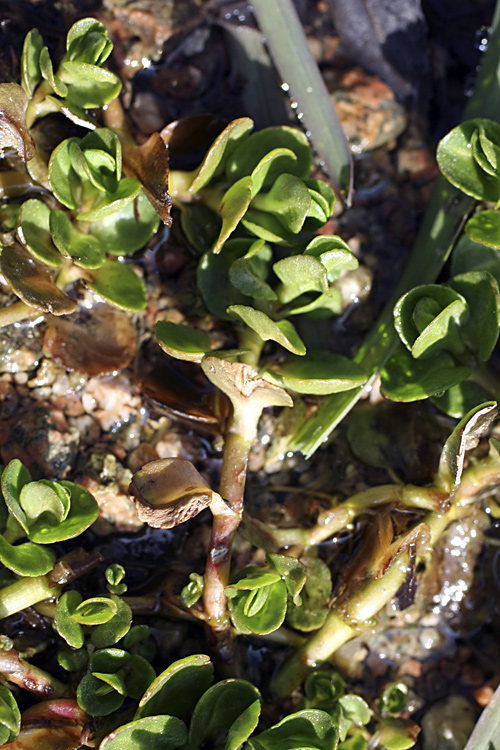 Image of Veronica beccabunga ssp. muscosa specimen.