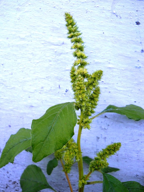 Изображение особи Amaranthus retroflexus.