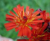 Pilosella aurantiaca