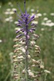 Leopoldia comosa