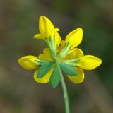 Lotus corniculatus. Соцветие. Московская обл., Серебрянопрудский р-н, склон террасы р. Кудесна. 16.09.2011.