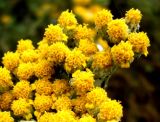 Achillea wilhelmsii