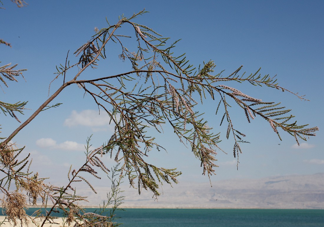 Image of Tamarix tetragyna specimen.