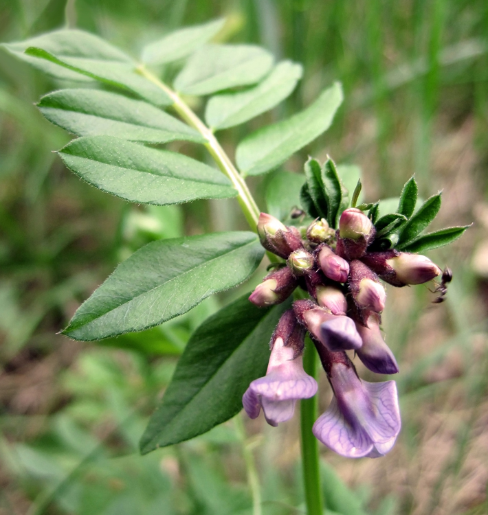 Изображение особи Vicia sepium.