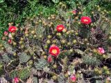 Opuntia phaeacantha var. camanchica f. rubra