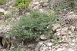 Astragalus onobrychis