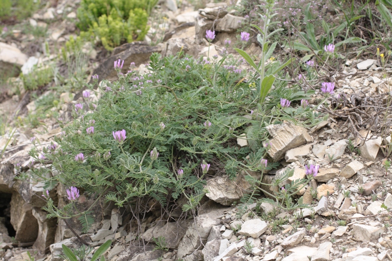 Image of Astragalus onobrychis specimen.