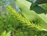 Salix pentandra