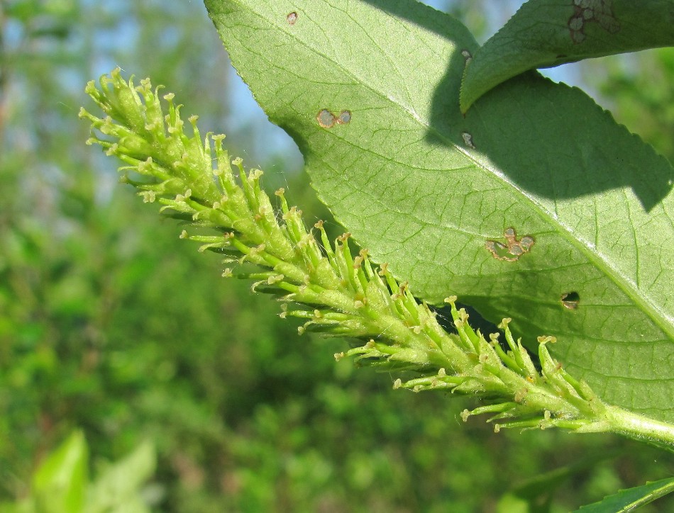 Image of Salix pentandra specimen.