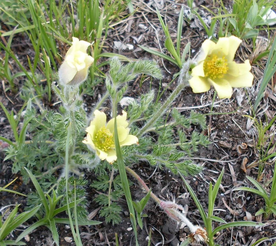 Изображение особи Pulsatilla albana.