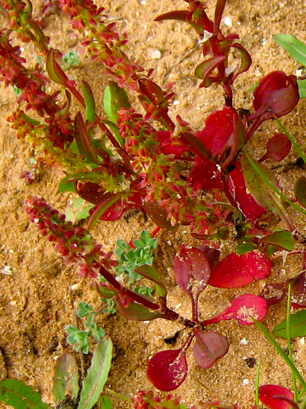 Image of Rumex bucephalophorus specimen.