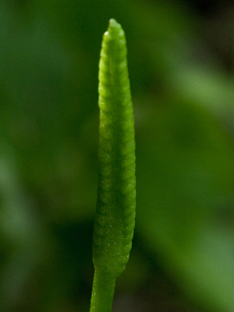 Image of Ophioglossum alaskanum specimen.