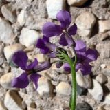 Hesperis matronalis