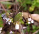 Image of taxon representative. Author is Надежда Замкова