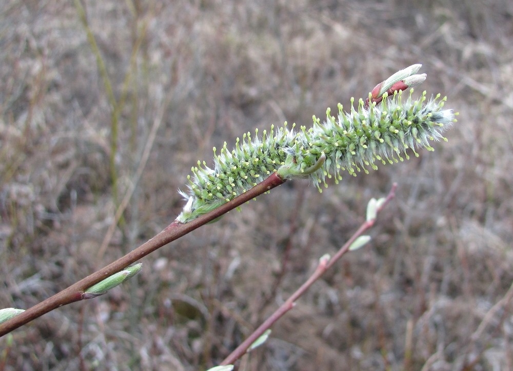 Image of Salix phylicifolia specimen.