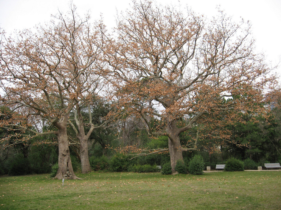 Image of Platanus orientalis specimen.