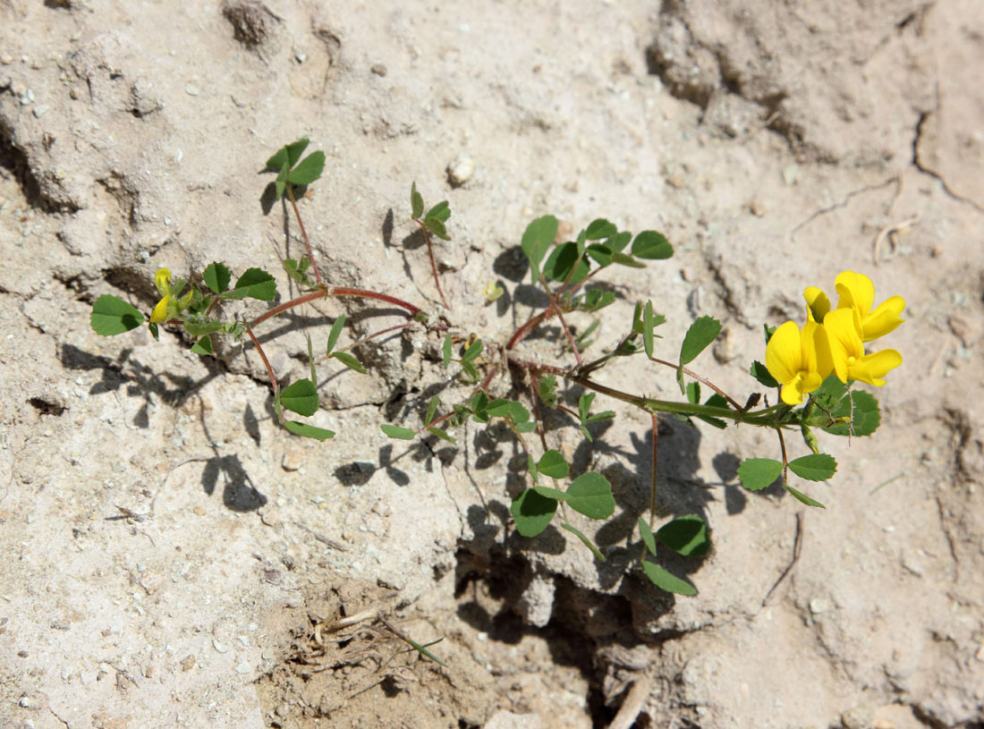 Image of Trigonella grandiflora specimen.