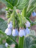 Symphytum caucasicum. Соцветие. Крым, Симферополь, ботанический сад, в культуре. 1 мая 2012 г.