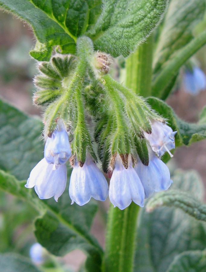 Image of Symphytum caucasicum specimen.