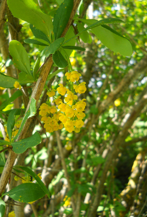 Image of Berberis vulgaris specimen.