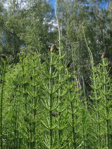 Изображение особи Equisetum fluviatile.