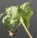 Geranium phaeum