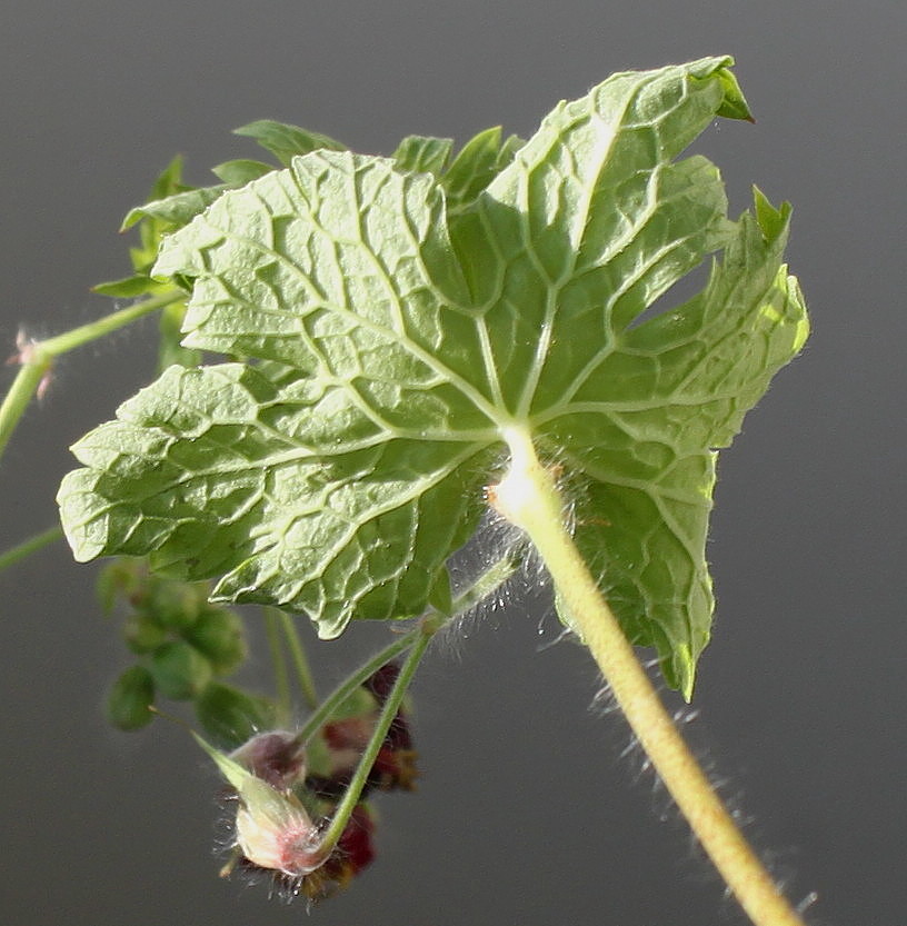 Изображение особи Geranium phaeum.