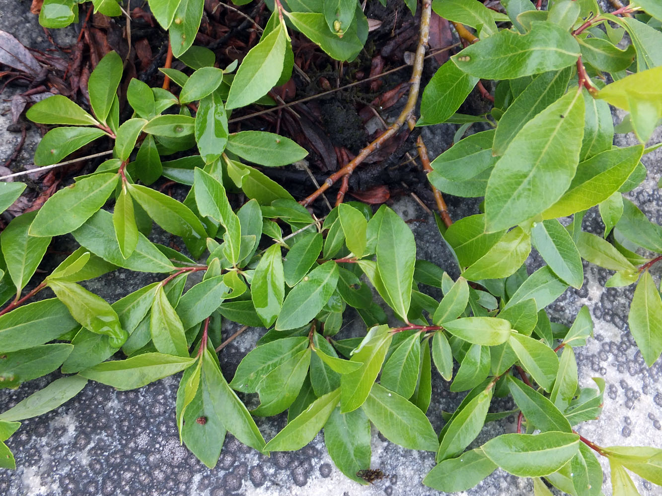 Image of Salix phylicifolia specimen.