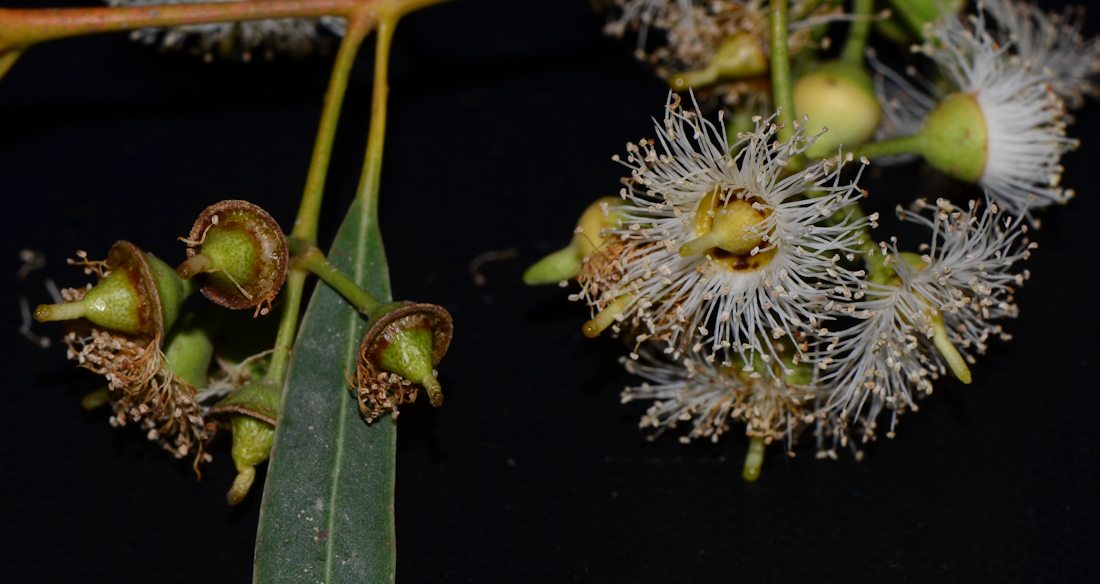 Image of Eucalyptus camaldulensis specimen.