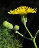 Sonchus arvensis. Веточка общего соцветия с нераспустившимися (слева) и распустившимся соцветиями. Крым, Белогорский р-н, окр. с. Земляничное, у дороги. 23 июня 2012 г.