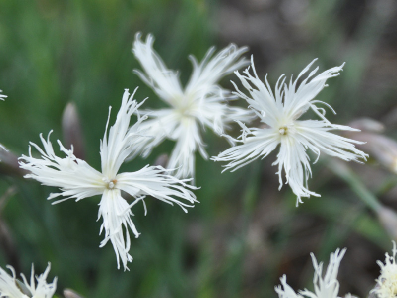 Image of Dianthus arenarius specimen.