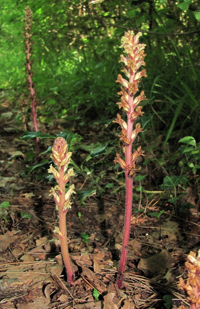 Изображение особи Orobanche hederae.