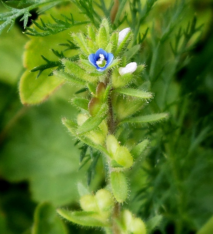 Изображение особи Veronica arvensis.