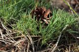 Dianthus borussicus