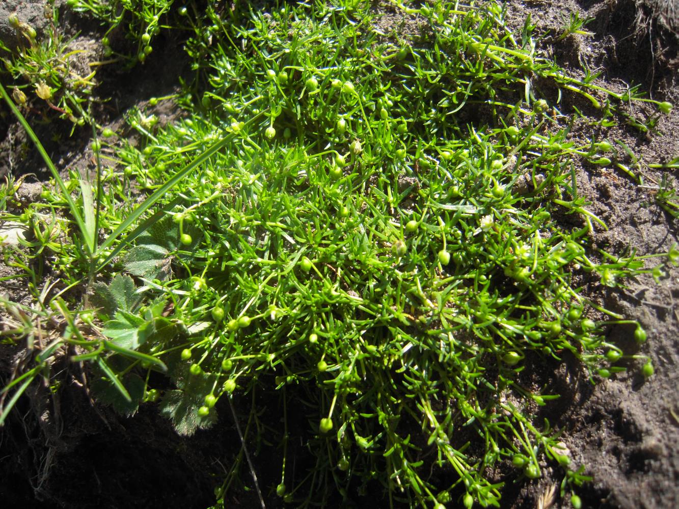 Image of Sagina procumbens specimen.