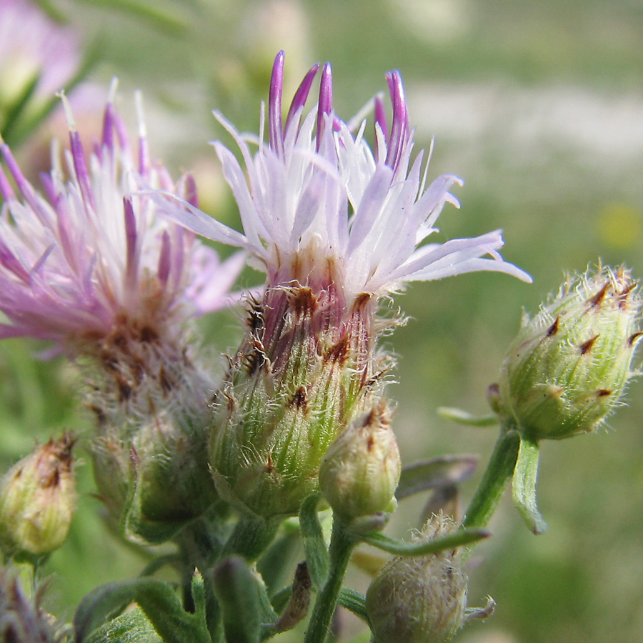 Изображение особи род Centaurea.