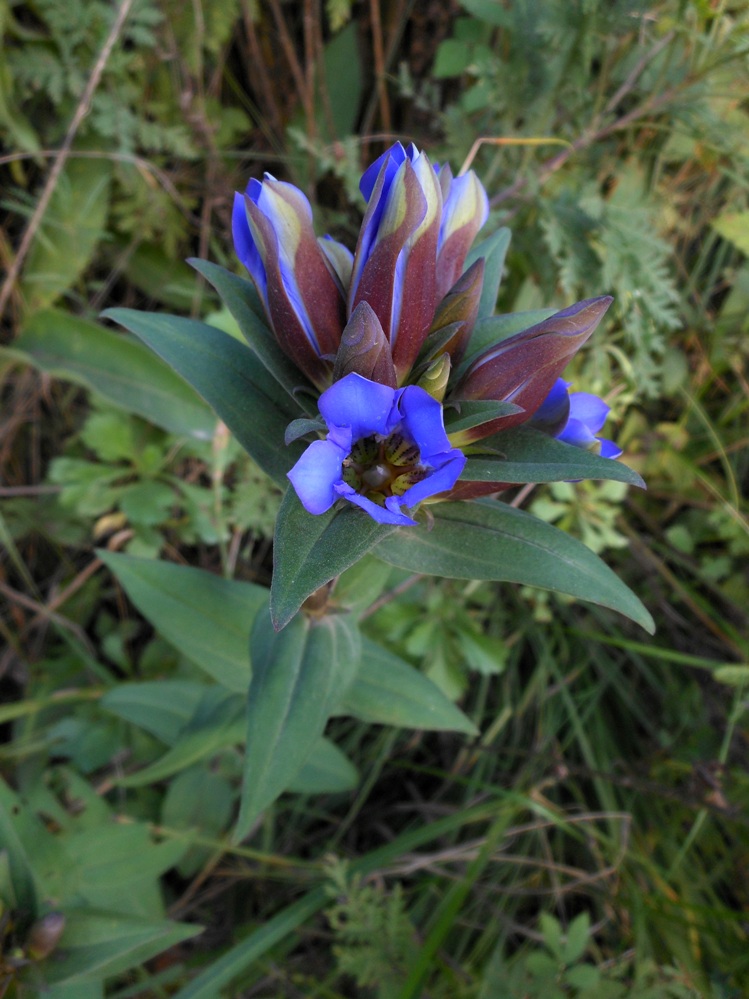 Изображение особи Gentiana scabra.