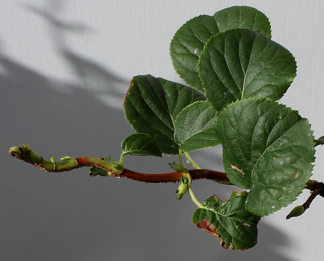 Image of Hydrangea petiolaris specimen.