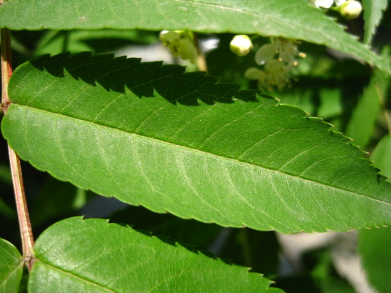 Image of Sorbus commixta specimen.