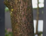 Pieris japonica. Часть ствола растения древовидной формы. Нидерланды, г. Venlo, \"Floriada 2012\". 11.09.2012.