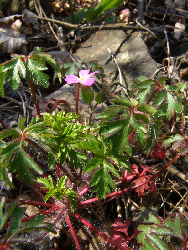 Image of Geranium purpureum specimen.